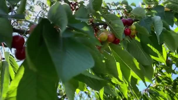 Крупный План Вишневого Дерева Зелеными Спелыми Ягодами Веточках — стоковое видео
