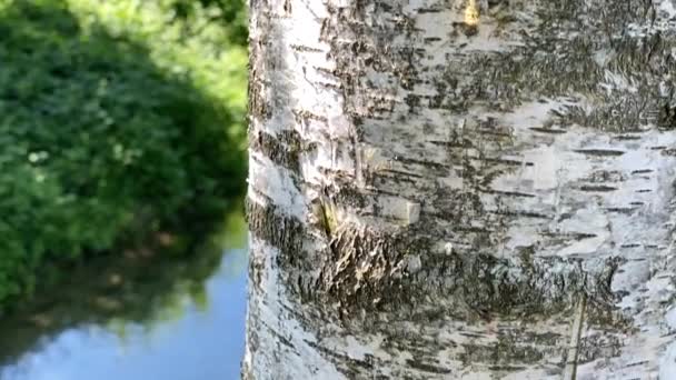 Вид Крупним Планом Березове Дерево Біля Спокійної Води Сонячний День — стокове відео