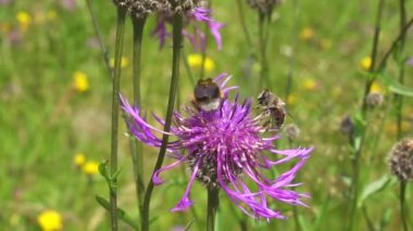 Arıların güzel mor çiçeklerdeki yakın görüntüsü