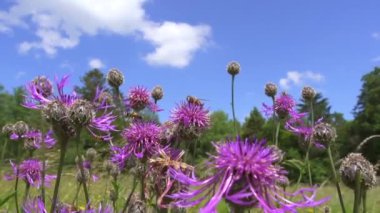 Arıların güzel mor çiçeklerdeki yakın görüntüsü