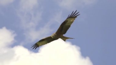 Şahin kartal mavi gökyüzüne doğru uçuyor.