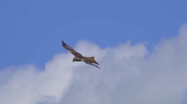 Şahin kartal mavi gökyüzüne doğru uçuyor.