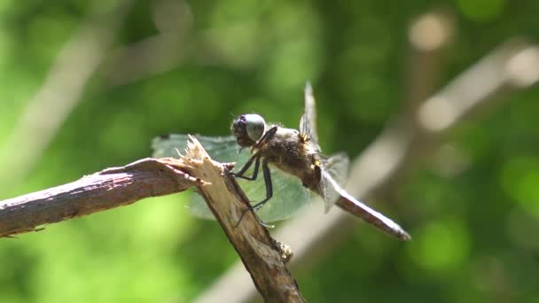 Vue Rapprochée Libellule Dans Son Habitat — Video