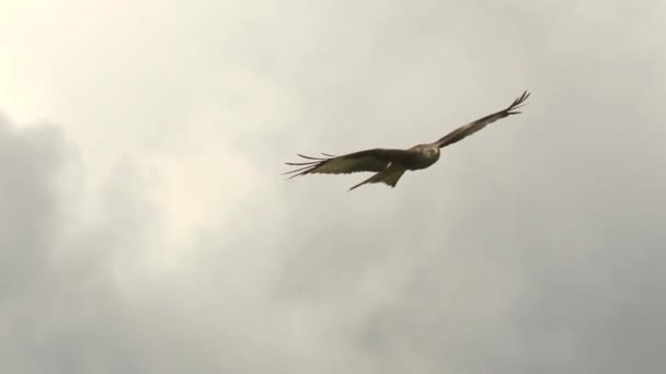 Hawk Eagle Flight Blue Sky — Stock Video