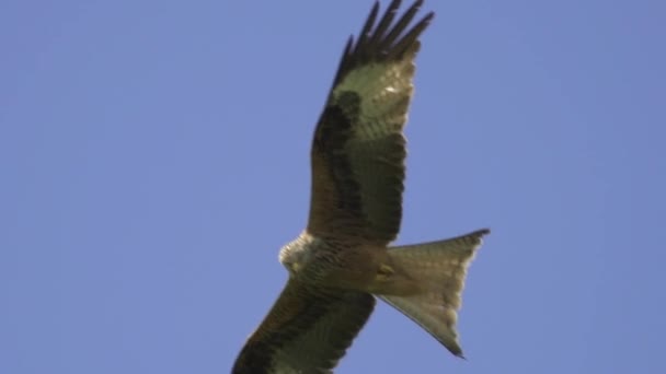 Aigle Faucons Vol Contre Ciel Bleu — Video