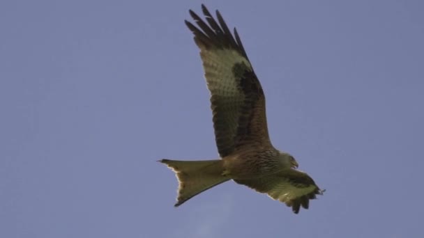 Aigle Faucons Vol Contre Ciel Bleu — Video