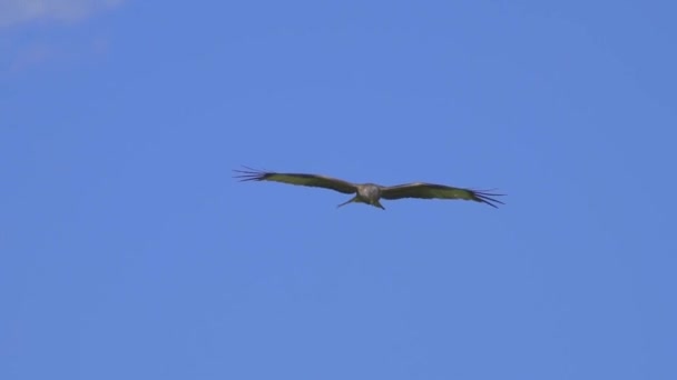 Havik Adelaar Vlucht Tegen Blauwe Lucht — Stockvideo