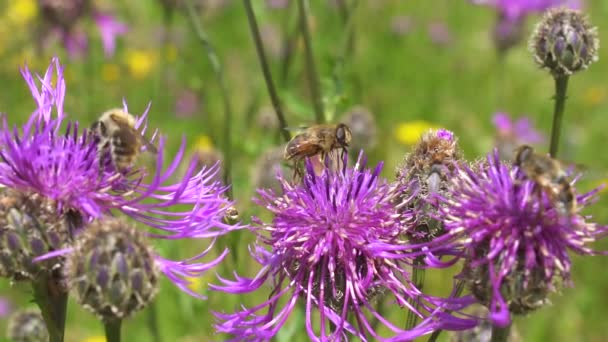 Widok Bliska Pszczół Piękne Purpurowe Kwiaty — Wideo stockowe