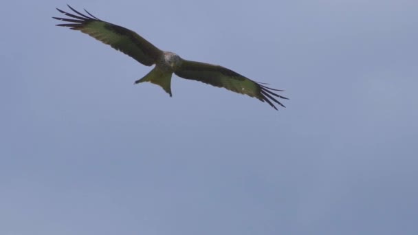 空を飛ぶ鷹のワシ — ストック動画