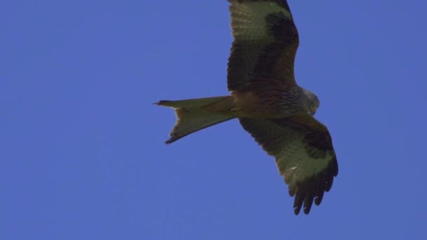 Halcón Águila Vuelo Contra Cielo Azul — Vídeo de stock