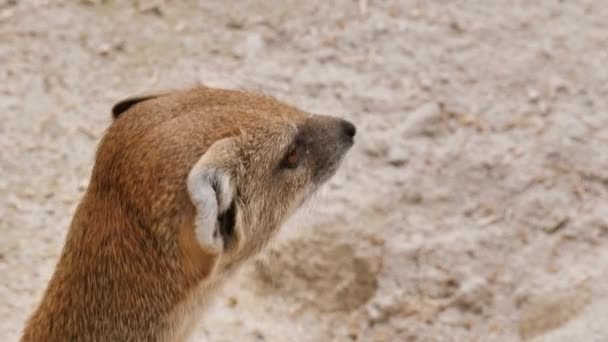 Nahaufnahme Von Erdmännchen Selektiver Fokus — Stockvideo