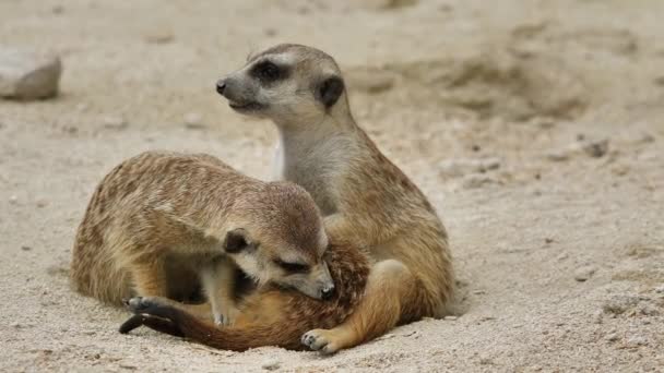 野生動物のかわいい面白いMeerkatsのクローズアップ — ストック動画