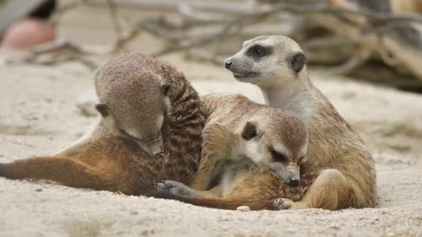 Gros Plan Mignons Suricates Drôles Dans Faune — Video