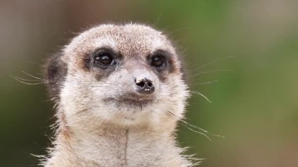 Gros Plan Suricate Drôle Mignon Dans Faune — Video