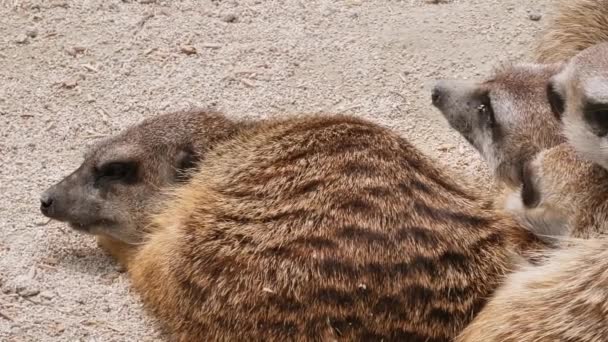 Close Cute Funny Meerkats Wildlife — Stock Video