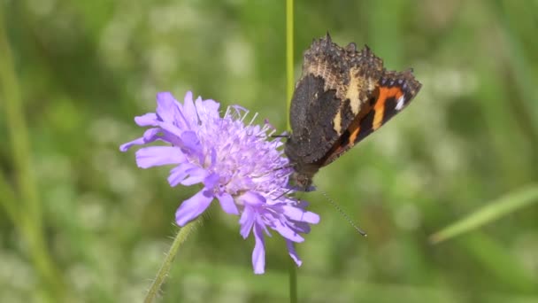 Метелик Красивій Фіолетовій Квітці Вид Крупним Планом — стокове відео