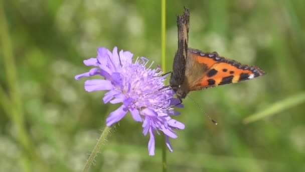 Schmetterling Auf Schönen Lila Blume Nahaufnahme — Stockvideo