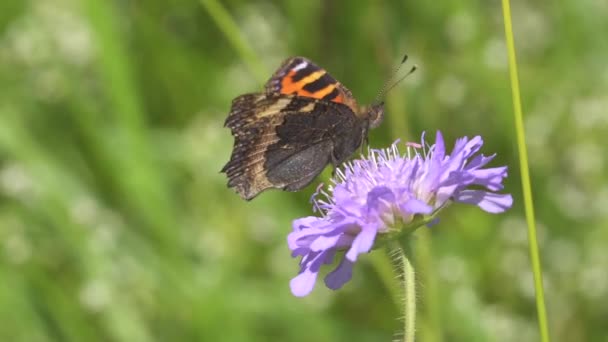 蝴蝶在美丽的紫色花朵上 近距离观察 — 图库视频影像