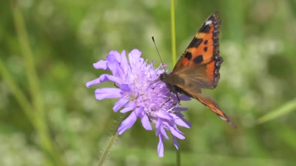蝴蝶在美丽的紫色花朵上 近距离观察 — 图库视频影像