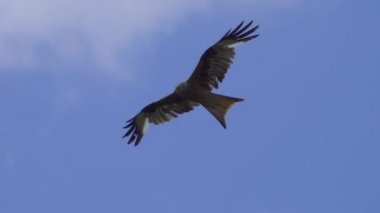 Şahin kartal mavi gökyüzüne doğru uçuyor.