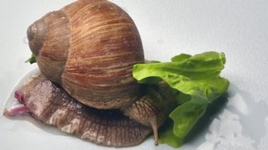 Gri yüzeyde yeşil yapraklar yiyen salyangozların yakın çekim görüntüsü, zaman aşımı