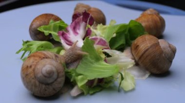 Gri yüzeyde yeşil yaprakları yiyen salyangozların yakın çekim görüntüsü, zaman aşımı