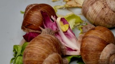 Gri yüzeyde yeşil yaprakları yiyen salyangozların yakın çekim görüntüsü, zaman aşımı