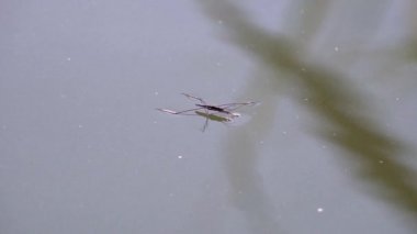 Gerridae 'nin sakin su üzerindeki yakın çekim görüntüsü