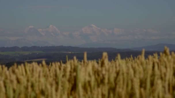 Крупним Планом Красиві Рослини Зеленої Пшениці Полі Вітряний Сонячний День — стокове відео