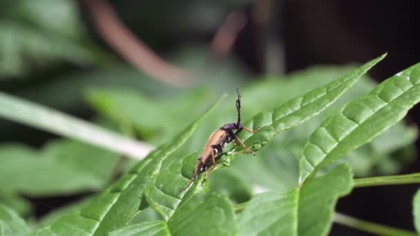 Vista Cerca Del Insecto Marrón Arrastrándose Sobre Hojas Verdes Vida — Vídeos de Stock