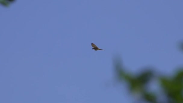 Schilderachtig Uitzicht Bussard Vliegen Heldere Blauwe Lucht Lage Hoek Uitzicht — Stockvideo