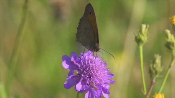 Güzel Mor Çiçekte Kelebek Yakın Çekim Manzarası — Stok video