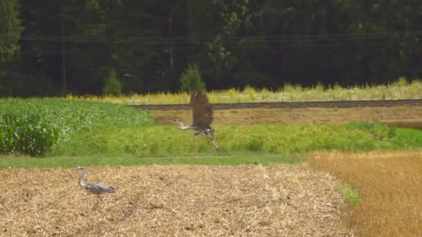 Beautiful Grey Herons Walking Flying Field Countryside — Stock Video