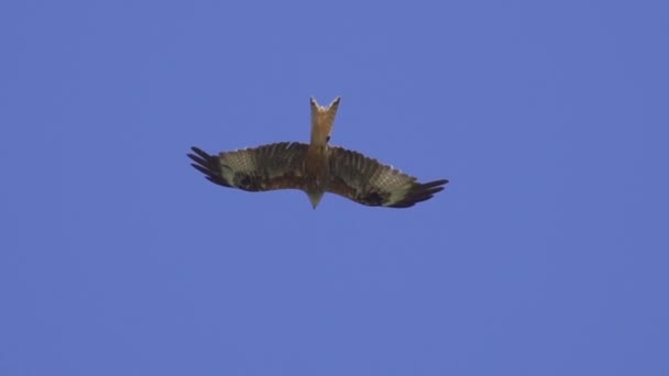 Halcón Águila Vuelo Contra Cielo Azul — Vídeo de stock