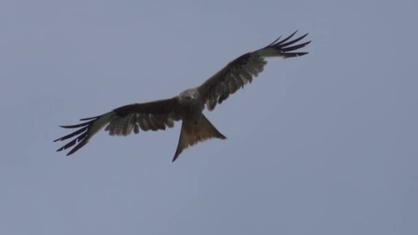 Aigle Faucons Vol Contre Ciel Bleu — Video