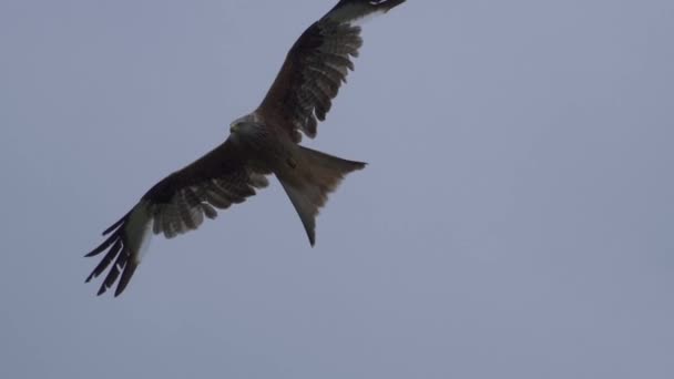 Halcón Águila Vuelo Contra Cielo Azul — Vídeos de Stock