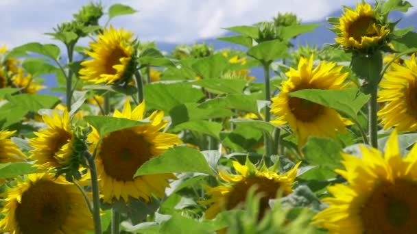 Schöne Sonnenblumen Auf Dem Feld Sommersaison — Stockvideo