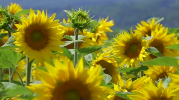 beaux tournesols dans le champ, saison estivale