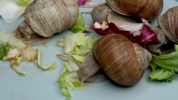 Nahaufnahme Von Schnecken Die Grüne Blätter Auf Grauer Oberfläche Fressen — Stockvideo