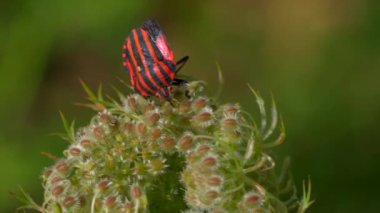 Küçük yeşil çiçekler üzerinde kırmızı ve siyah çizgili böceğin yavaş çekim videosu