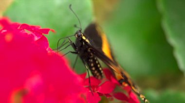 Çiçekteki renkli kelebeğin videosunu kapat