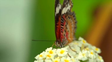 Çiçekteki renkli kelebeğin videosunu kapat