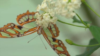 Beyaz çiçeğin üzerindeki renkli kelebeğin videosunu kapat