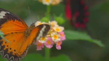 Çiçekteki renkli kelebeğin videosunu kapat