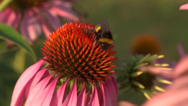 Imágenes Cámara Lenta Abejas Alimentándose Flores Coloridas — Vídeos de Stock