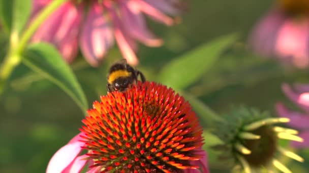 Powolny Film Pszczołami Żywiącymi Się Kolorowymi Kwiatami — Wideo stockowe