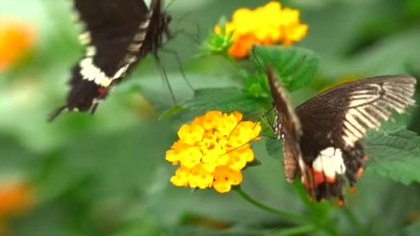 花の上にカラフルな蝶のビデオを閉じます — ストック動画