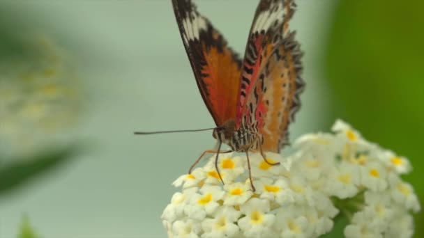 Primer Plano Vídeo Mariposa Colores Flor — Vídeos de Stock
