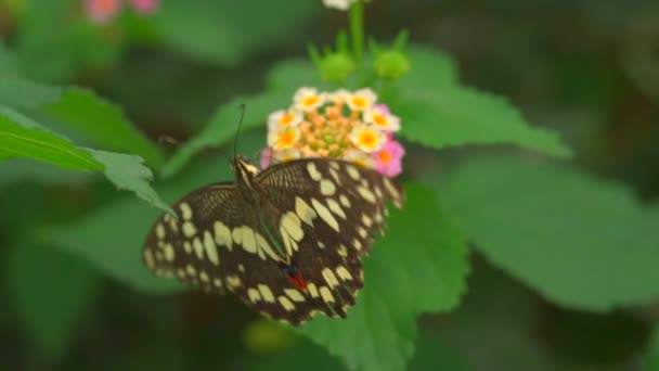 花の上にカラフルな蝶のビデオを閉じます — ストック動画