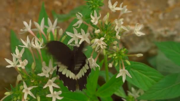 Primer Plano Vídeo Mariposa Colores Flor — Vídeos de Stock